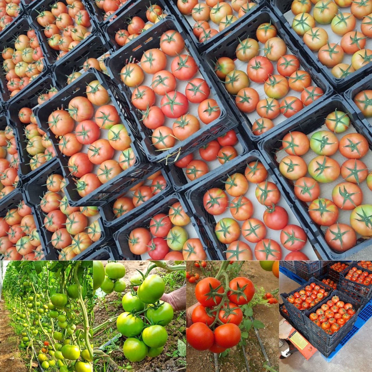 صادرات ۵٨٠تن گوجه‌فرنگی گلخانه ایی از خاش