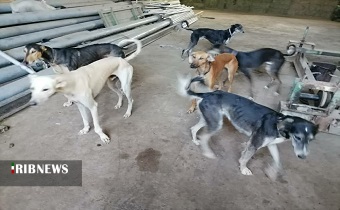 دستگیری شکارچیان غیرمجاز در فیله خاصه دستگیری شکارچیان غیرمجاز در فیله خاصه