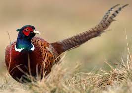 سرشماری پاییزه قرقاول در نوار مرزی شمال استان اردبیل سرشماری پاییزه قرقاول در نوار مرزی شمال استان اردبیل