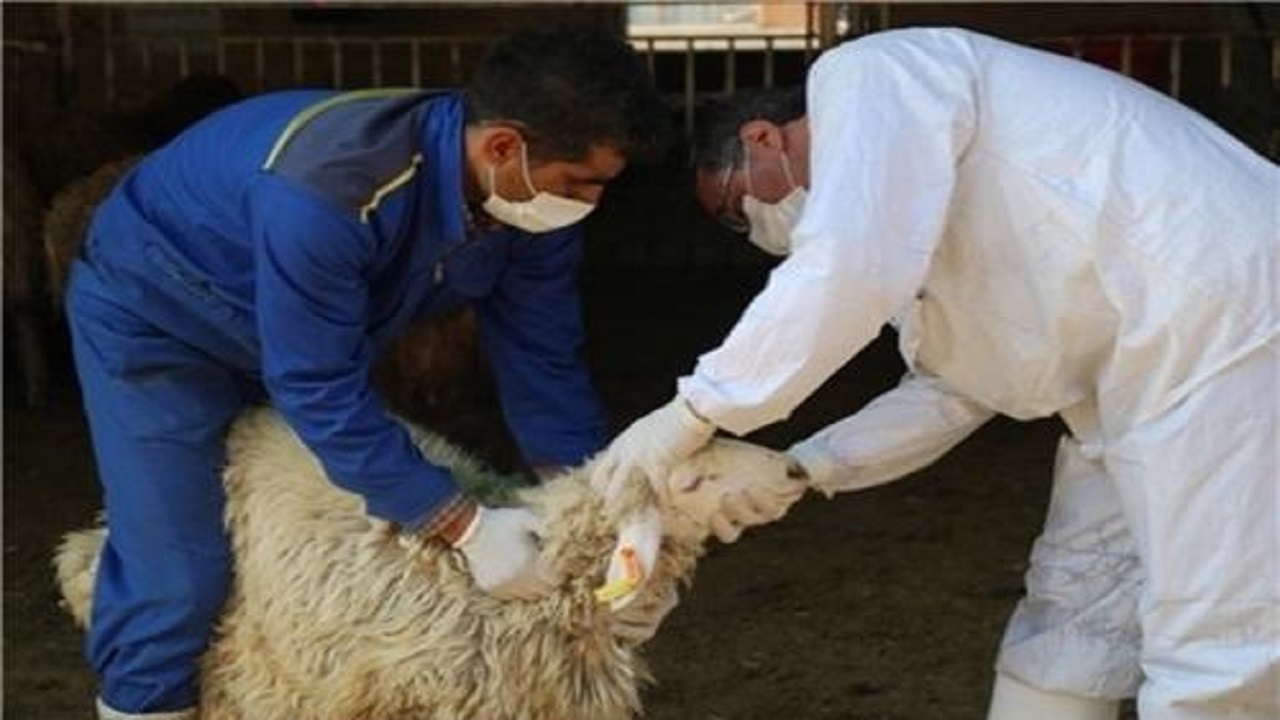 آغاز واکسیناسیون دام‌ها علیه تب برفکی در خوزستان