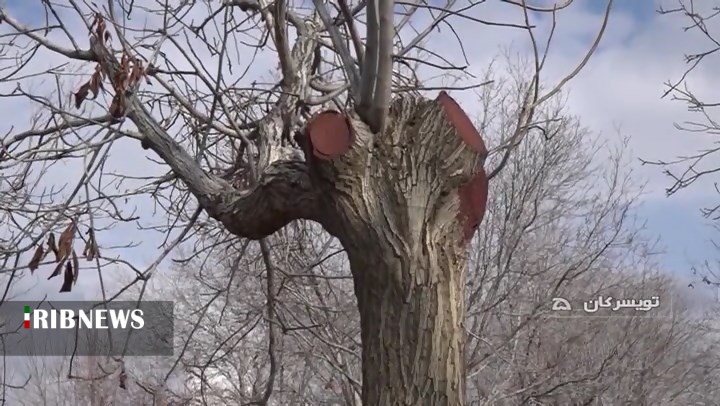 تغذیه و مراقبت از درختان گردو پس از برداشت محصول در تویسرکان تغذیه و مراقبت از درختان گردو پس از برداشت محصول در تویسرکان