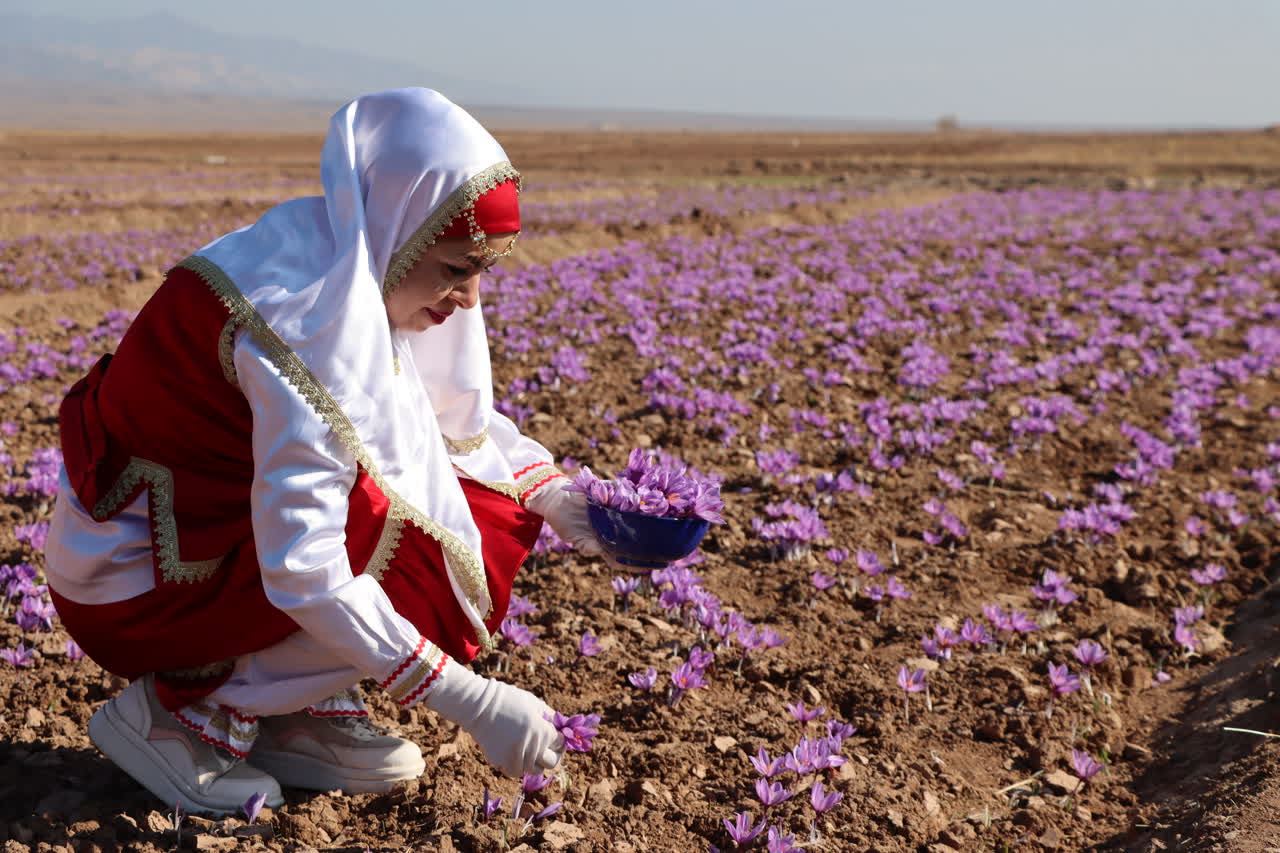 ایجاد دبیرخانه ملی گردشگری زعفران در تربت‌حیدریه