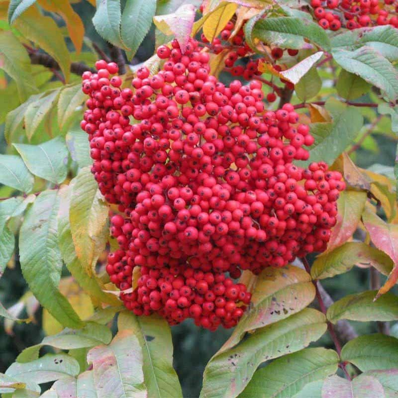 سفت شدن لثهها و ترمیم زخم لثه با سماق سفت شدن لثهها و ترمیم زخم لثه با سماق