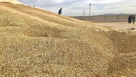 افزایش ۴۵ هزار تنی ظرفیت ذخیره سازی نهاده دامی در استان قزوین