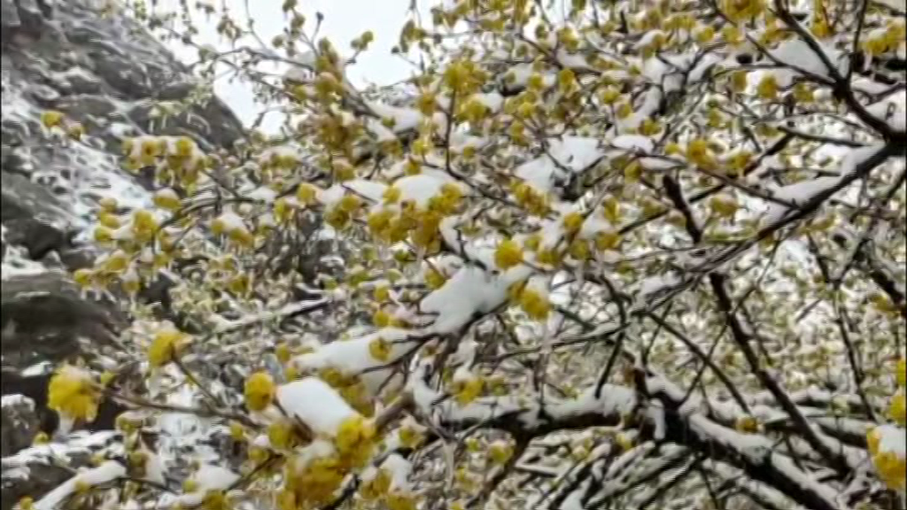 خسارت برف بهاری به شکوفههای درختهای زغال اخته خسارت برف بهاری به شکوفههای درختهای زغال اخته