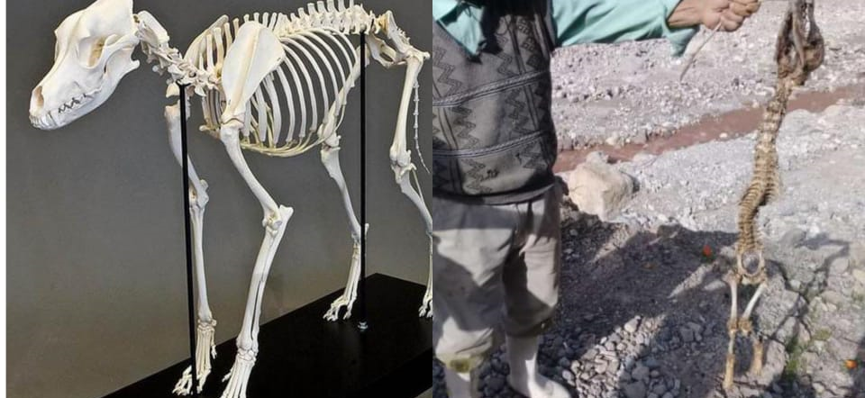 کشف اسکلت یک حیوان عجیب در بخش پاتاوه+فیلم