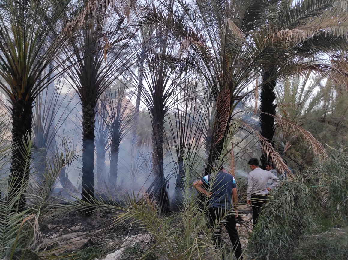 ۴۰ اصله نخل در اشکنان خاکستر شد