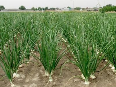 آغاز برداشت پیاز در خوزستان