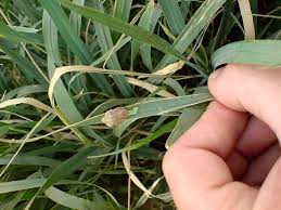 تاکید کارشناسان برمبارزه با آفت سن در مزارع استان کرمانشاه تاکید کارشناسان برمبارزه با آفت سن در مزارع استان کرمانشاه