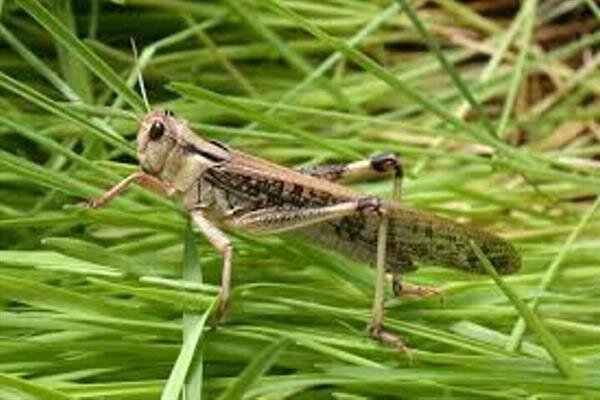 آمادگی خوزستان برای مقابله با ملخ صحرایی آمادگی خوزستان برای مقابله با ملخ صحرایی