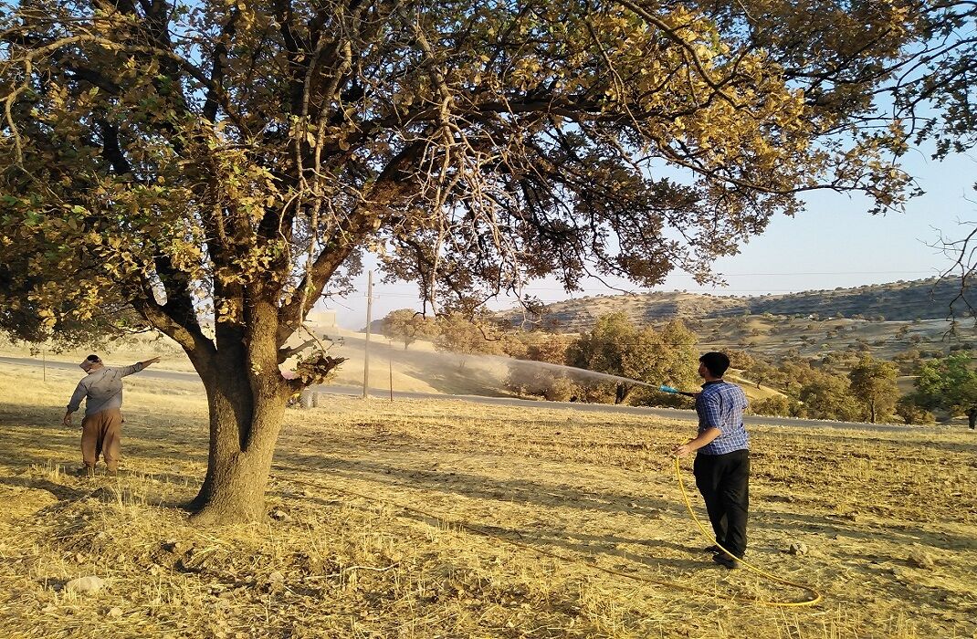 آغاز مبارزه با آفت بلوط در جنگلهای دزفول آغاز مبارزه با آفت بلوط در جنگلهای دزفول