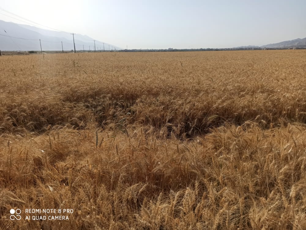 آغاز برداشت خوشه‌های طلایی گندم فارس