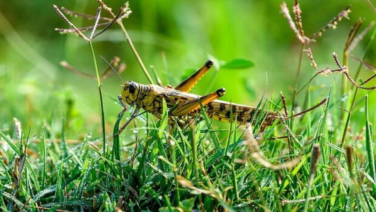 مبارزه با آفت ملخ در طارم سفلی