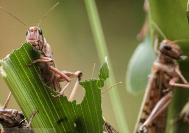 پایش اراضی رامهرمز علیه ملخ صحرایی پایش اراضی رامهرمز علیه ملخ صحرایی