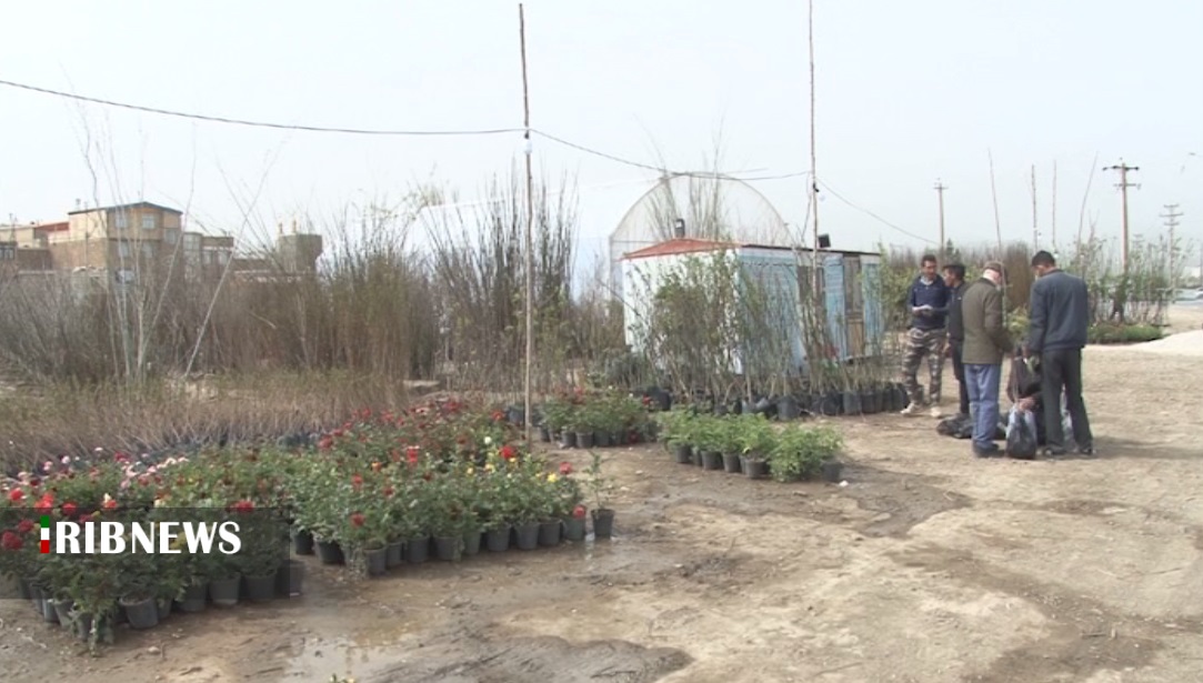 نهالستان های شریفی، بزرگترین تولید کننده گروی پیوندی نهالستان های شریفی، بزرگترین تولید کننده گروی پیوندی