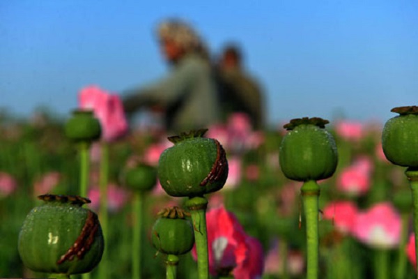 خشکاندن ریشه خشخاش در بهبهان