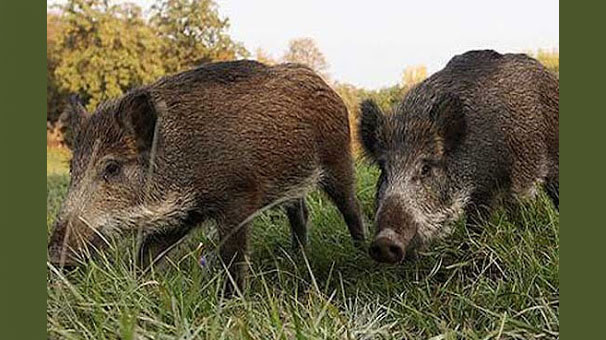 حمله گرازها به اراضی کشاورزی رزن حمله گرازها به اراضی کشاورزی رزن