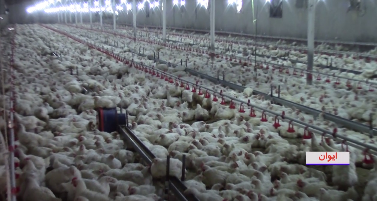 عدم رعایت عرضه و تقاضا، بهانهای برای سودجویان عدم رعایت عرضه و تقاضا، بهانهای برای سودجویان