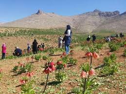 حفظ پوشش گیاهی لاله واژگون