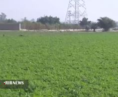 صادرات محصولات کشاورزی دزفول به خارج از کشور صادرات محصولات کشاورزی دزفول به خارج از کشور