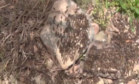 نگرانی اهالی جمال آباد لوشان از حمله ملخهای مراکشی نگرانی اهالی جمال آباد لوشان از حمله ملخهای مراکشی