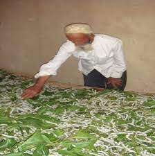 آغاز توزیع تخم نوغان از فردا/ خراسان شمالی رتبه نخست بهره‌وری پیله کرم ابریشم در کشور