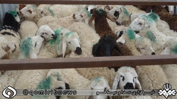 بار قاچاق ۱۰۹ دام به مقصد نرسید