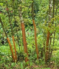 خواص دارچین