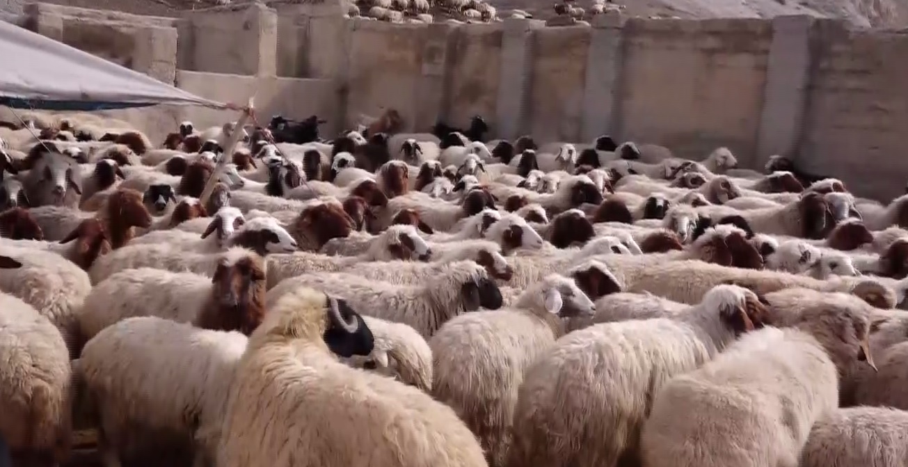 کمبود نهاده‌های دامی، مشکلی بر سر راه عشایر ایلام