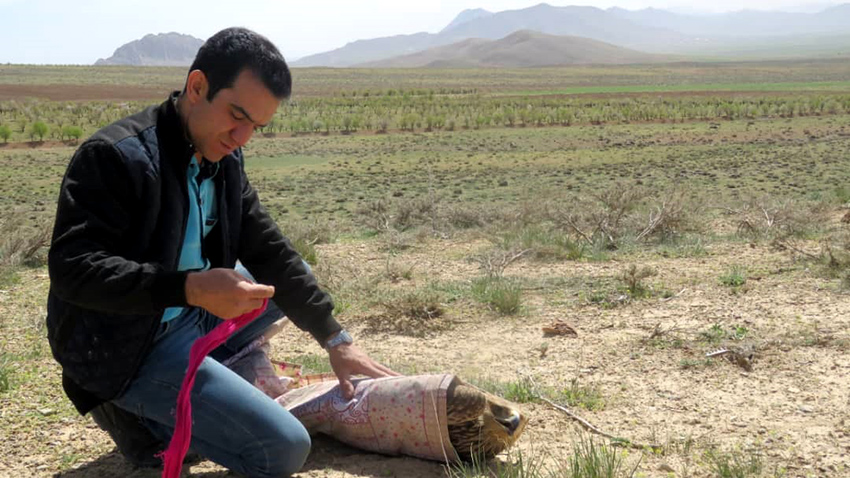 رها سازی عقاب شاهی در طبیعت چهارمحال وبختیاری