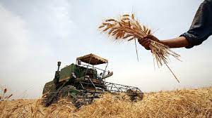 آغاز برداشت خوشه های طلایی گندم در شادگان آغاز برداشت خوشه های طلایی گندم در شادگان