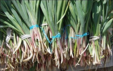 گیاهان خوراکی بهاری، خوشمزه و سرشار از ویتامین گیاهان خوراکی بهاری، خوشمزه و سرشار از ویتامین