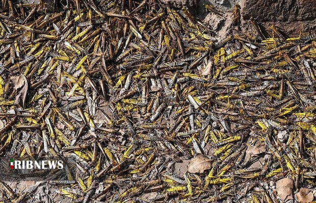 گزارش مکتوب؛ هجوم مهمانان ناخوانده مراکشی به زمین‌های کشاورزی گیلان