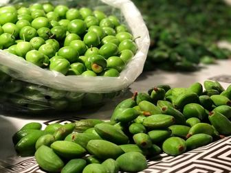 گوجه سبز و چغاله خوردن یا نخوردن! گوجه سبز و چغاله خوردن یا نخوردن!