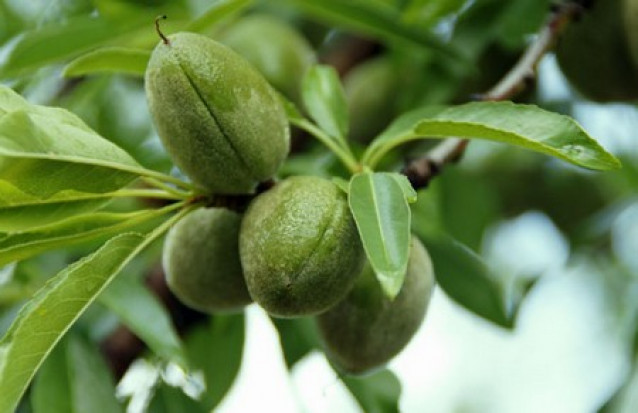 گوجه سبز و چغاله خوردن یا نخوردن! گوجه سبز و چغاله خوردن یا نخوردن!