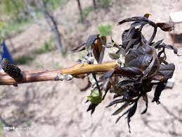 باغداران چهارمحال و بختیاری آماده مقابله با سرمازدگی درختان باشند