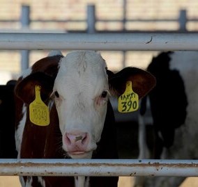 اعزام ۲۶ گروه جهادی دامپزشکی به مناطق محروم خراسان رضوی