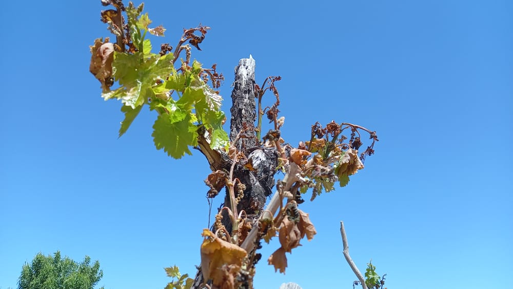 خسارت بیش از ده هزار میلیارد ریالی سرما به بخش کشاورزی میمند.