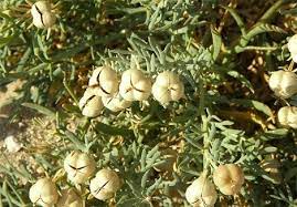 پاکسازی دستگاه گوارش با اسپند خواص اسپند