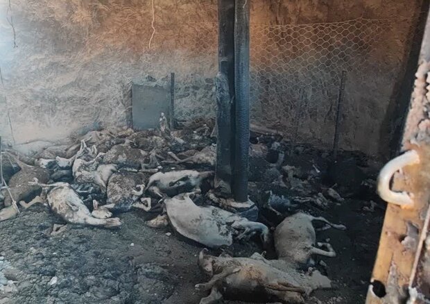تلف شدن ۶۰ رأس گوسفند در حادثه آتشسوزی شهرستان کلات تلف شدن ۶۰ رأس گوسفند در حادثه آتشسوزی شهرستان کلات