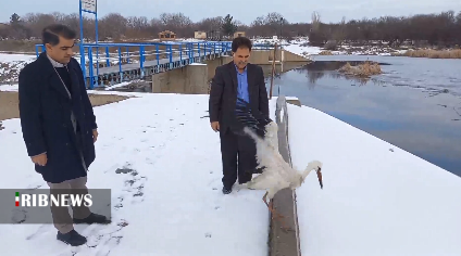 رهاسازی یک قطعه لک لک سفید در طبیعت مراغه