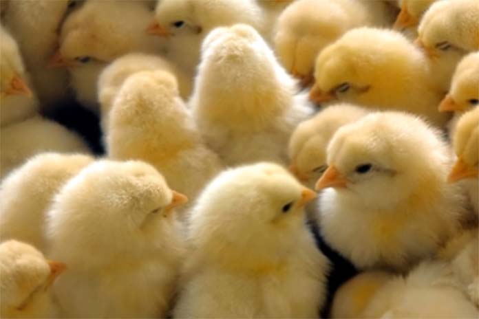 از بین بردن ۱۵ میلیون تخممرغ نطفهدار تخممرغ نطفهدار