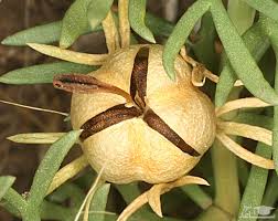 خواص شگفت انگیز اسپند خواص شگفت انگیز اسپند