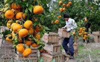 صادرات مرکبات به چین
