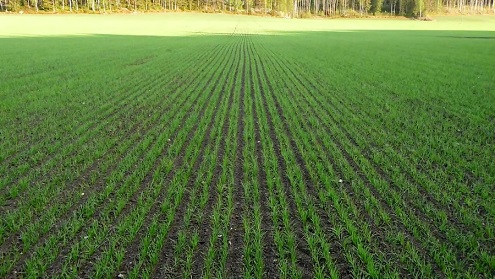 نرخ پیشنهادی گندمکاران برای افزایش قیمت خرید تضمینی