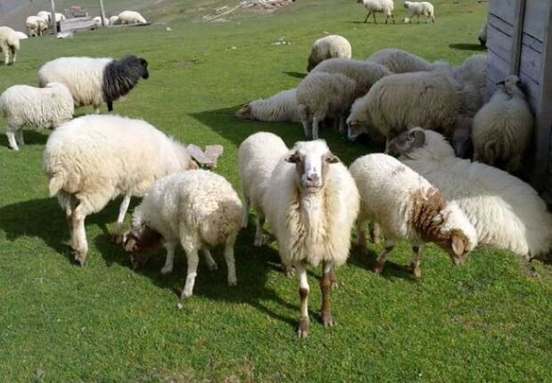 کاهش ۱.۵ درصدی تعداد دام سبک امسال کاهش ۱.۵ درصدی تعداد دام سبک امسال
