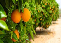 عرضه ارقام  جدید مرکبات در جشنواره جیرفت