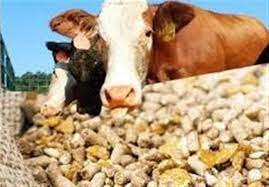 توزیع ۵۷ هزار تن نهاده دامی در بین دامداران لرستان