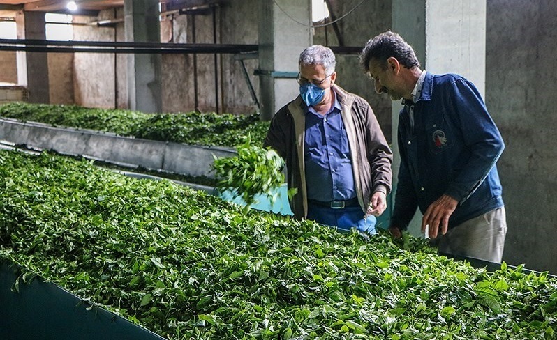 پرداخت تسهیلات به چایکاران و کارخانه داران شمال کشور پرداخت تسهیلات به چایکاران و کارخانه داران شمال کشور