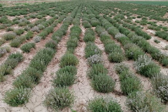 صادرات آویشن گرید دارویی تولید داخل به عمان و آلمان صادرات آویشن گرید دارویی تولید داخل به عمان و آلمان